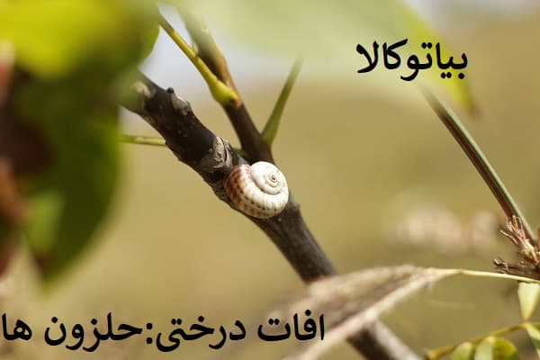 افات درختی گردو(حلزون ها)
